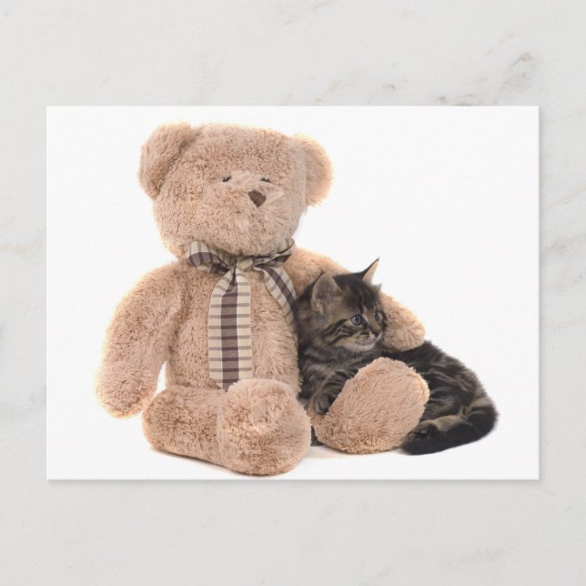 Cartão Postal kitten in the arms of a teddy bear (Frente)