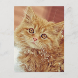 Cartão Postal Kitten na neve