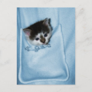 Cartão Postal Kitten no bolso