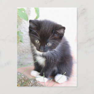 Cartão Postal Kitten Preto e Branco