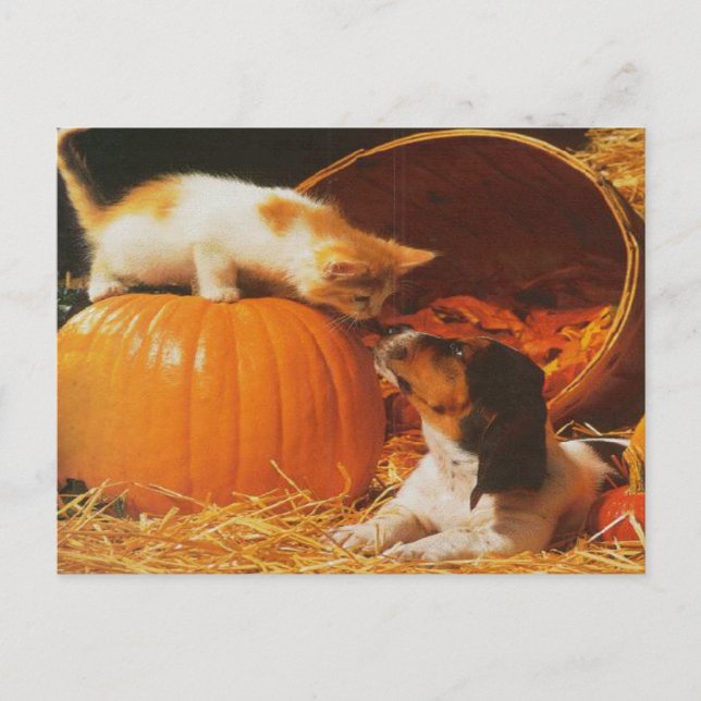 Cartão Postal Kitten, Pumpkin e Puppy (Frente)