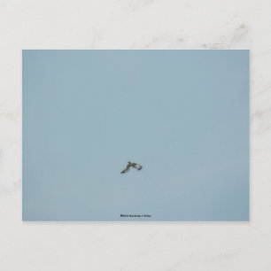 Cartão Postal Kittiwake de pernas pretas