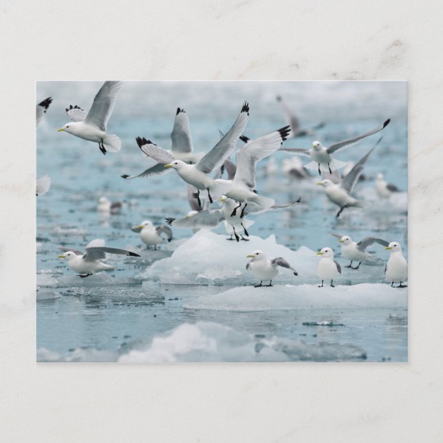 Cartão Postal Kittiwakes Voando (Frente)