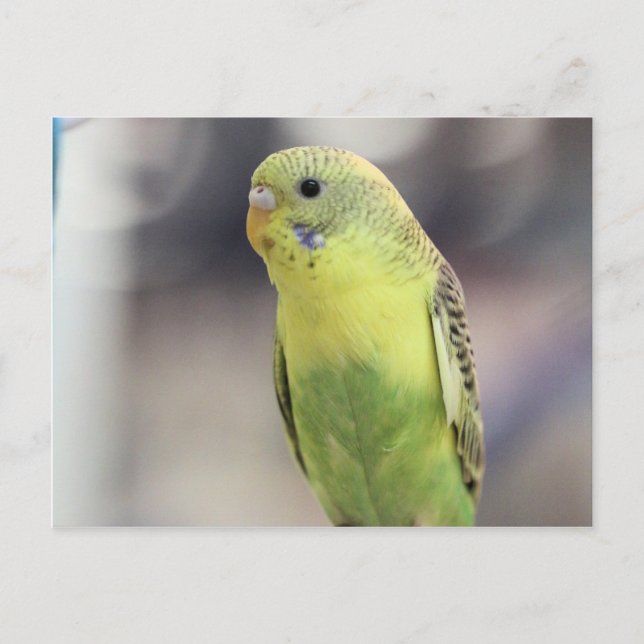 Cartão Postal Kiwi Burbell (Frente)