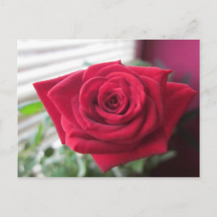 Cartão Postal Kleine Rosa
