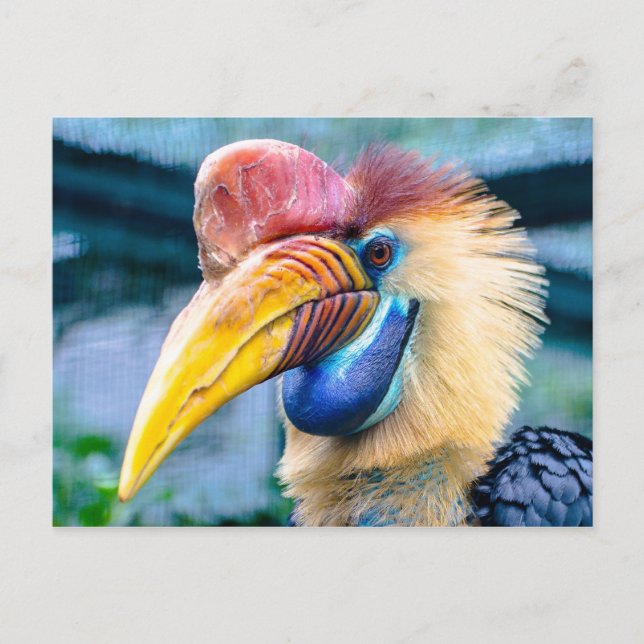 Cartão Postal Knobbed Hornbill (Frente)
