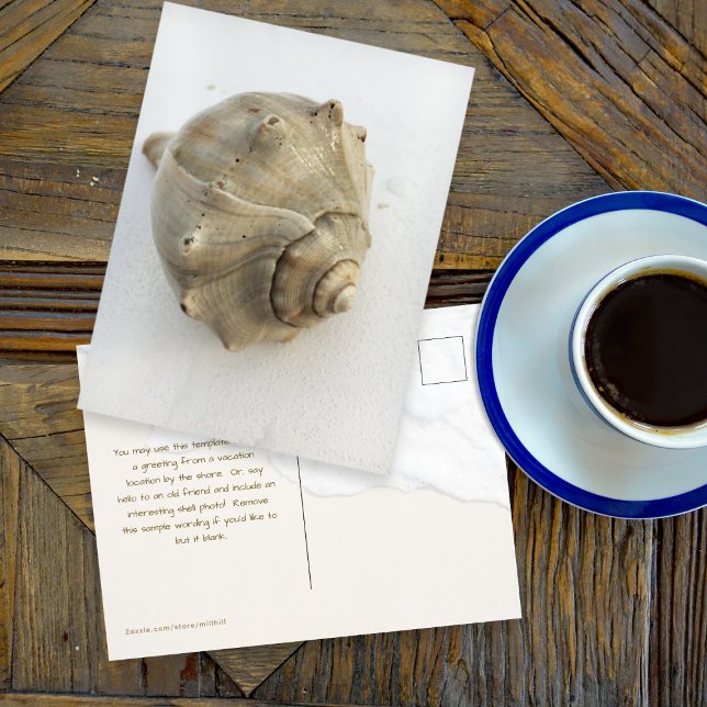 Cartão Postal Knobbed Whelk Seashell Photography Postcard (Criador carregado)