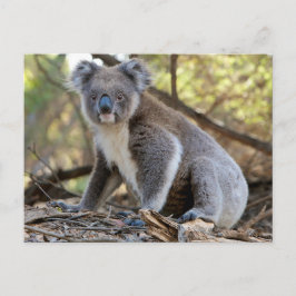 Cartão Postal Koala