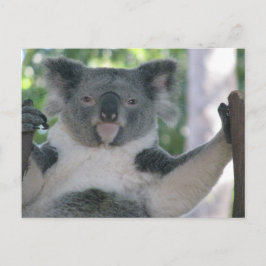 Cartão Postal Koala