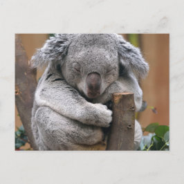 Cartão Postal Koala