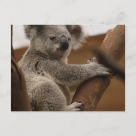 Cartão Postal Koala