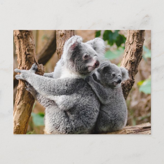 Cartão Postal Koala (Frente)