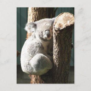 Cartão postal Koala
