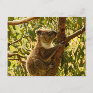 Cartão Postal Koala
