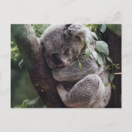 Cartão Postal Koala