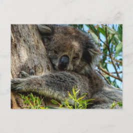 Cartão Postal Koala