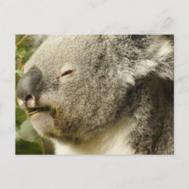 Cartão Postal Koala