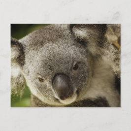 Cartão Postal Koala