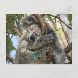 Cartão Postal Koala
