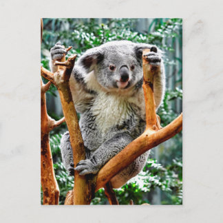 Cartão Postal Koala
