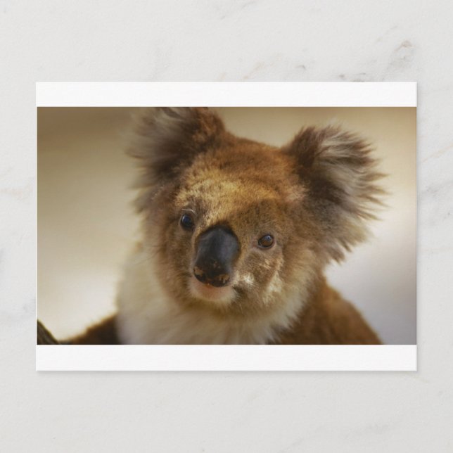 Cartão Postal Koala (Frente)