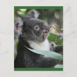 Cartão Postal Koala