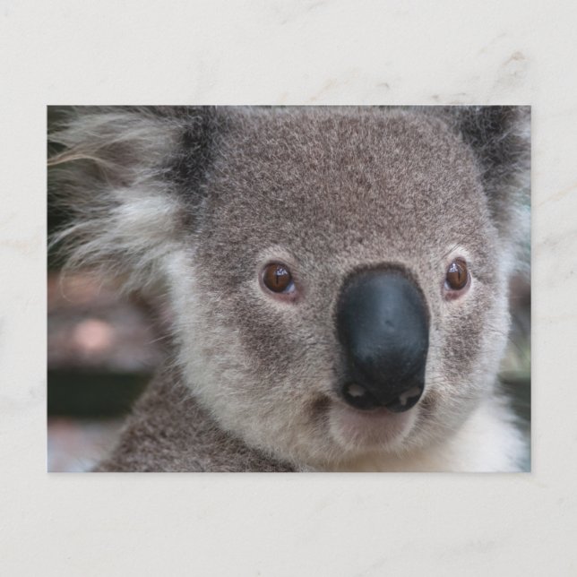 Cartão Postal Koala (Frente)