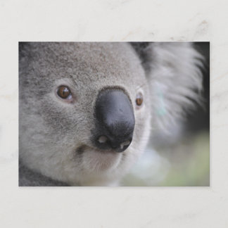 Cartão Postal Koala