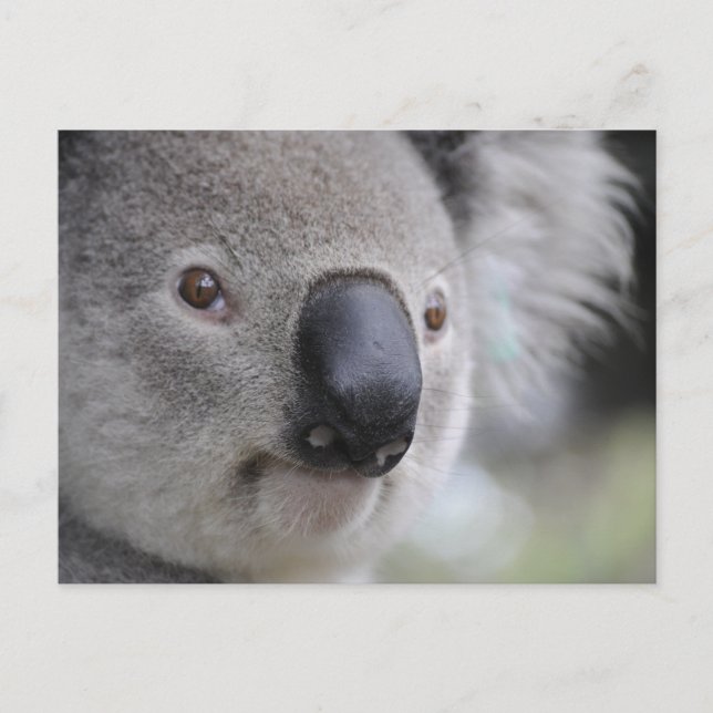 Cartão Postal Koala (Frente)