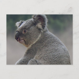 Cartão Postal Koala
