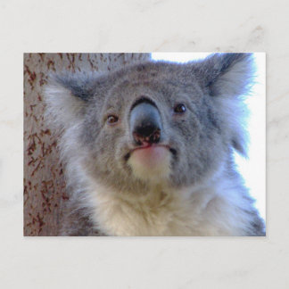 Cartão Postal Koala