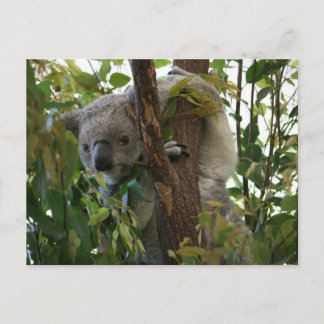 Cartão Postal Koala