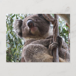 Cartão Postal Koala