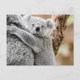 Cartão Postal Koala