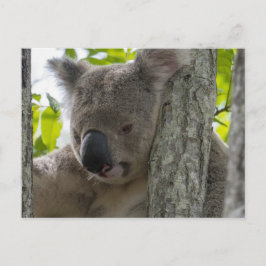 Cartão Postal Koala