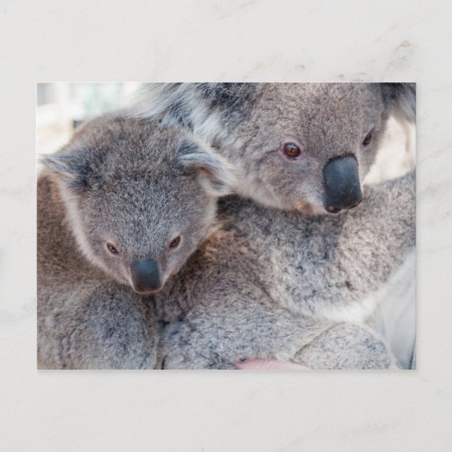 Cartão Postal Koala (Frente)