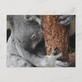 Cartão Postal Koala