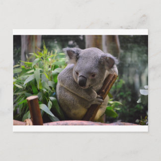 Cartão Postal Koala
