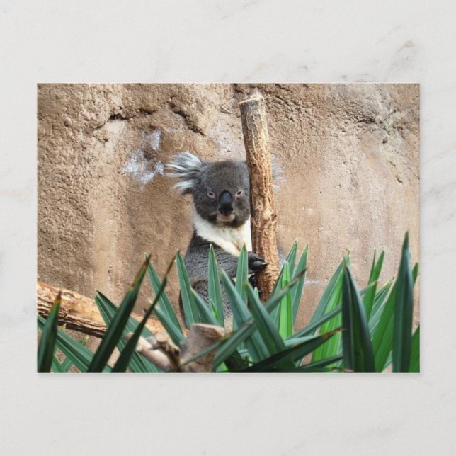 Cartão postal Koala (Frente)