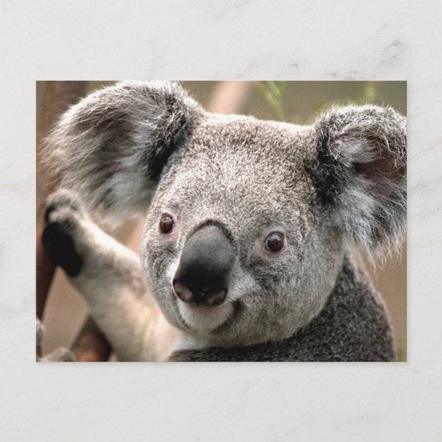 Cartão postal Koala (Frente)