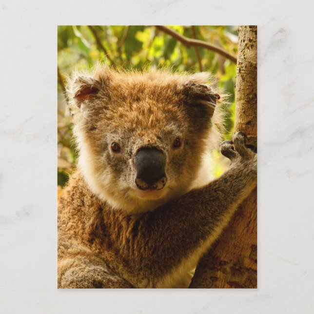Cartão Postal Koala (Frente)