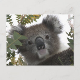 Cartão Postal Koala