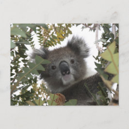 Cartão Postal Koala