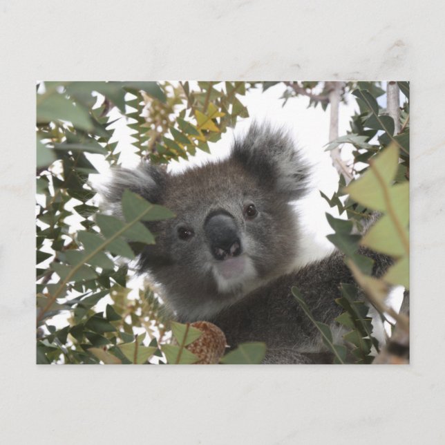Cartão Postal Koala (Frente)