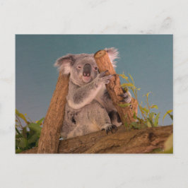 Cartão Postal Koala