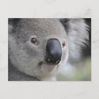 Cartão postal Koala 1