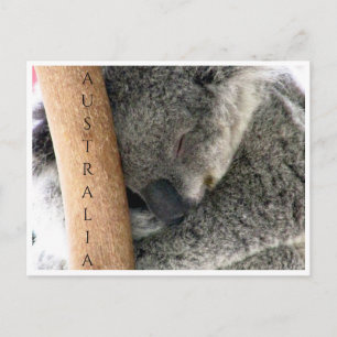 Cartão Postal koala austrália