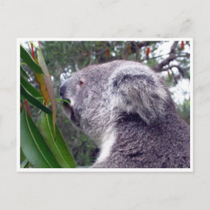 Cartão Postal koala austrália