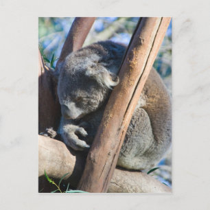 Cartão Postal Koala - Austrália