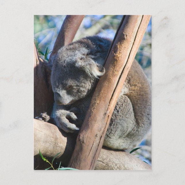 Cartão Postal Koala - Austrália (Frente)